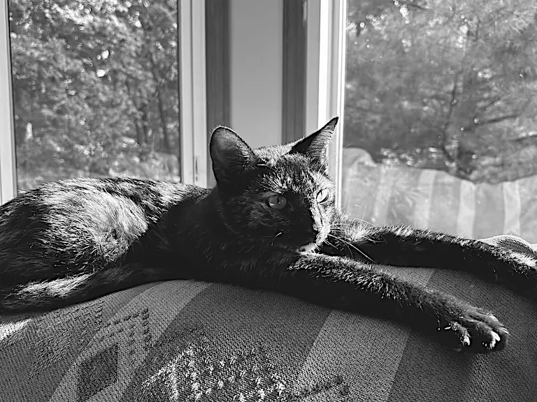Tater Beans McGee stretched along the back of a couch in front of a window, one leg fully extended