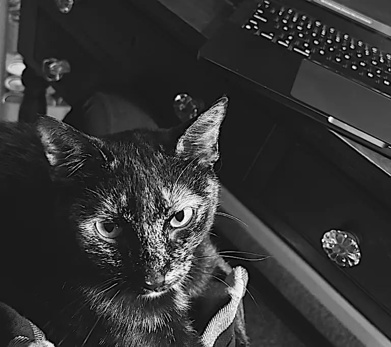 Tater Beans McGee looking up from a lap, a laptop open on the desk behind her
