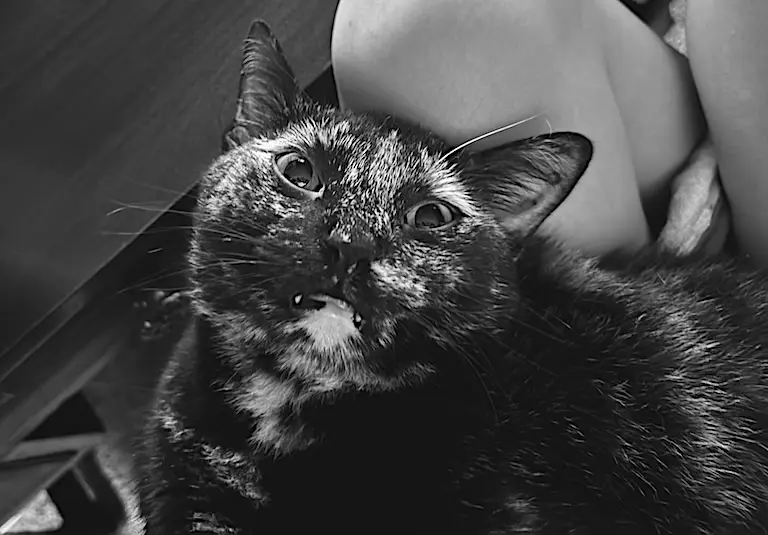 Tater Beans McGee lying on her side, chin up, caught mid blep