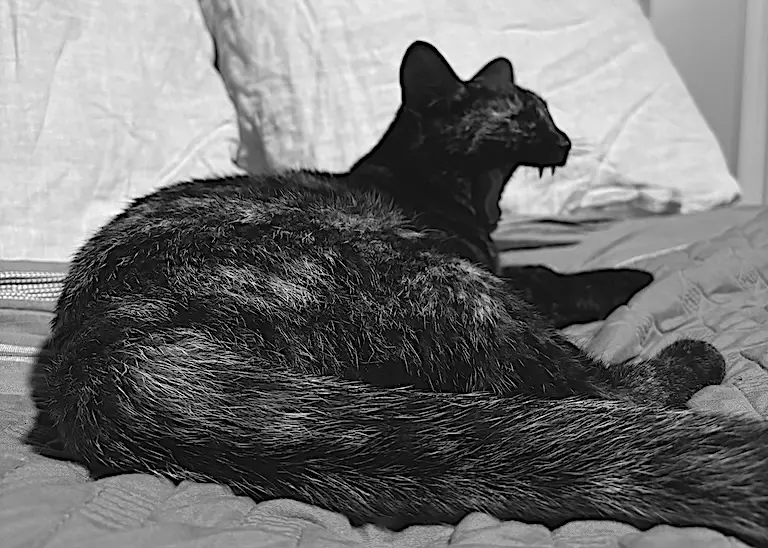 Tater Beans McGee curled into a loaf on a bed, looking off to one side