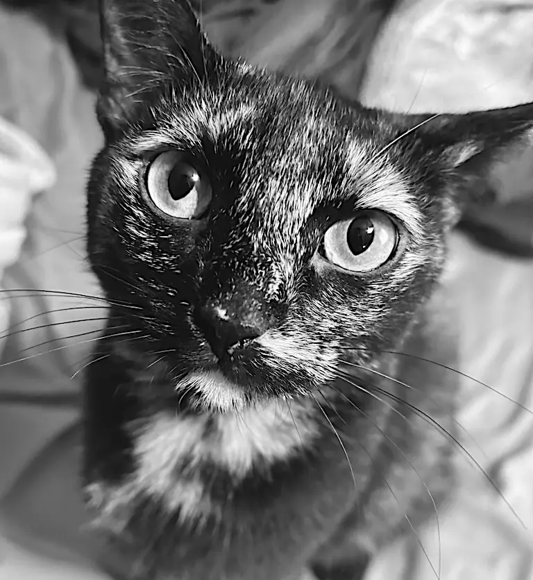 Tater Beans McGee very close to the camera, both eyes wide