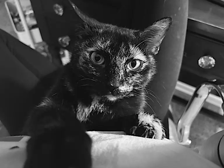 Tater Beans McGee perched on a chair, one paw over the edge, mid stare