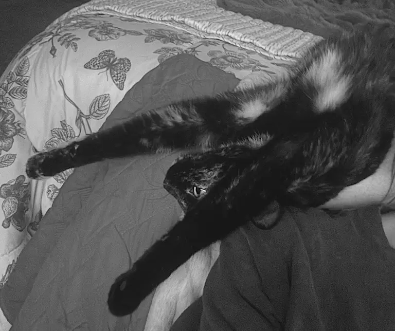 Tater Beans McGee sprawled upside down on a bed, unimpressed